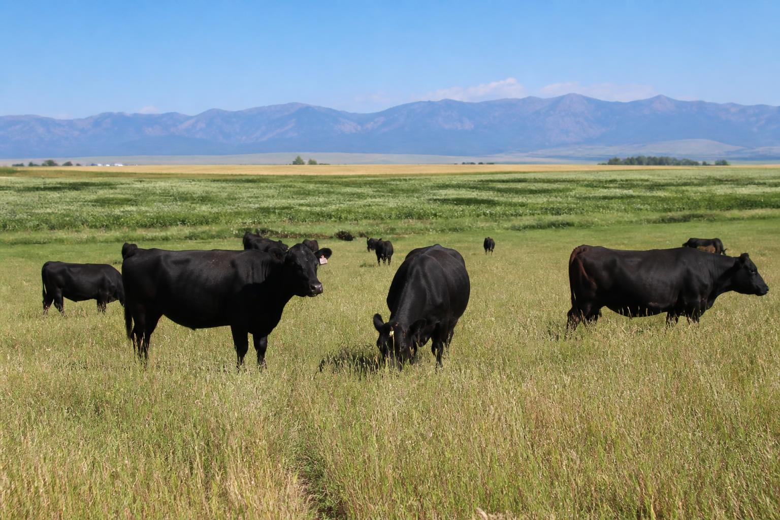 Wyoming Ag Logistics: Managing Transit Risks and Rising Input Costs