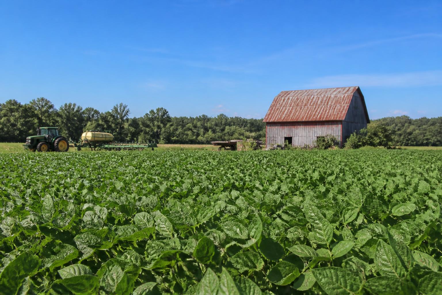 Tennessee Crop Management: Assessing Early Planting Success and Future Policy Trends