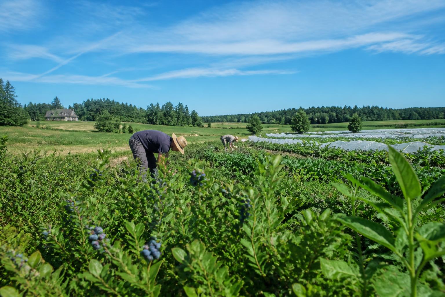 Navigating Resilience: Maine Agriculture Adapts to Soil Health and Contamination Challenges