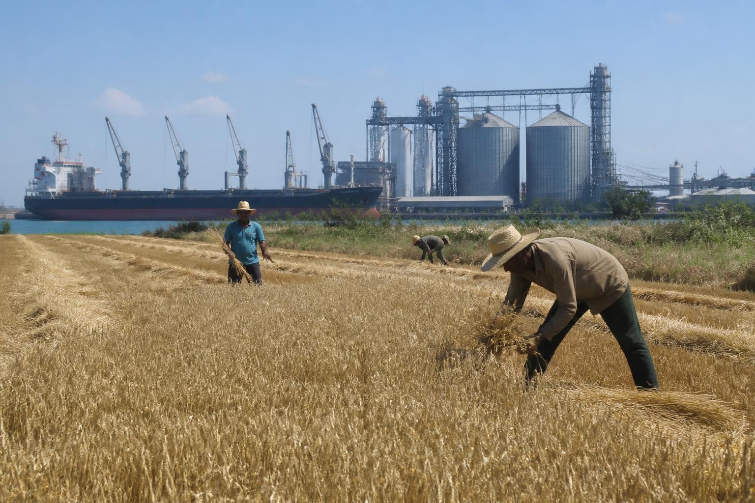 Utah Grain Producers Monitor Global Market Volatility Amid Late-Season Growth