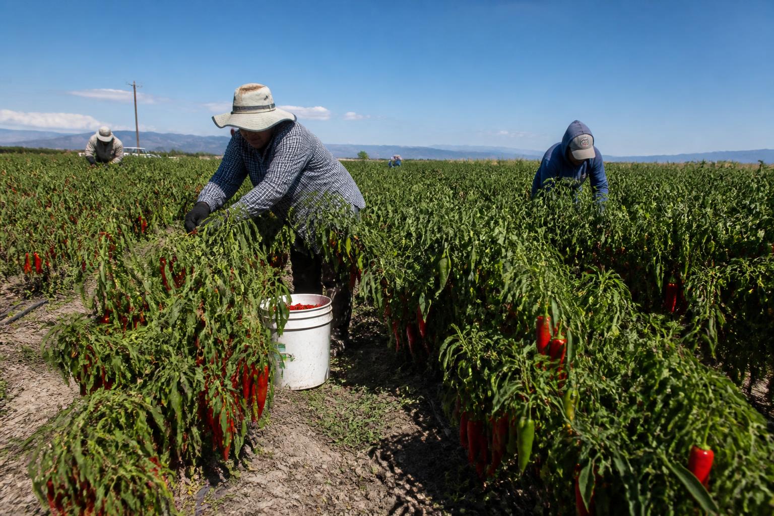 Protecting New Mexico Crops and Livestock: Navigating Emerging Biosecurity and Market Pressures