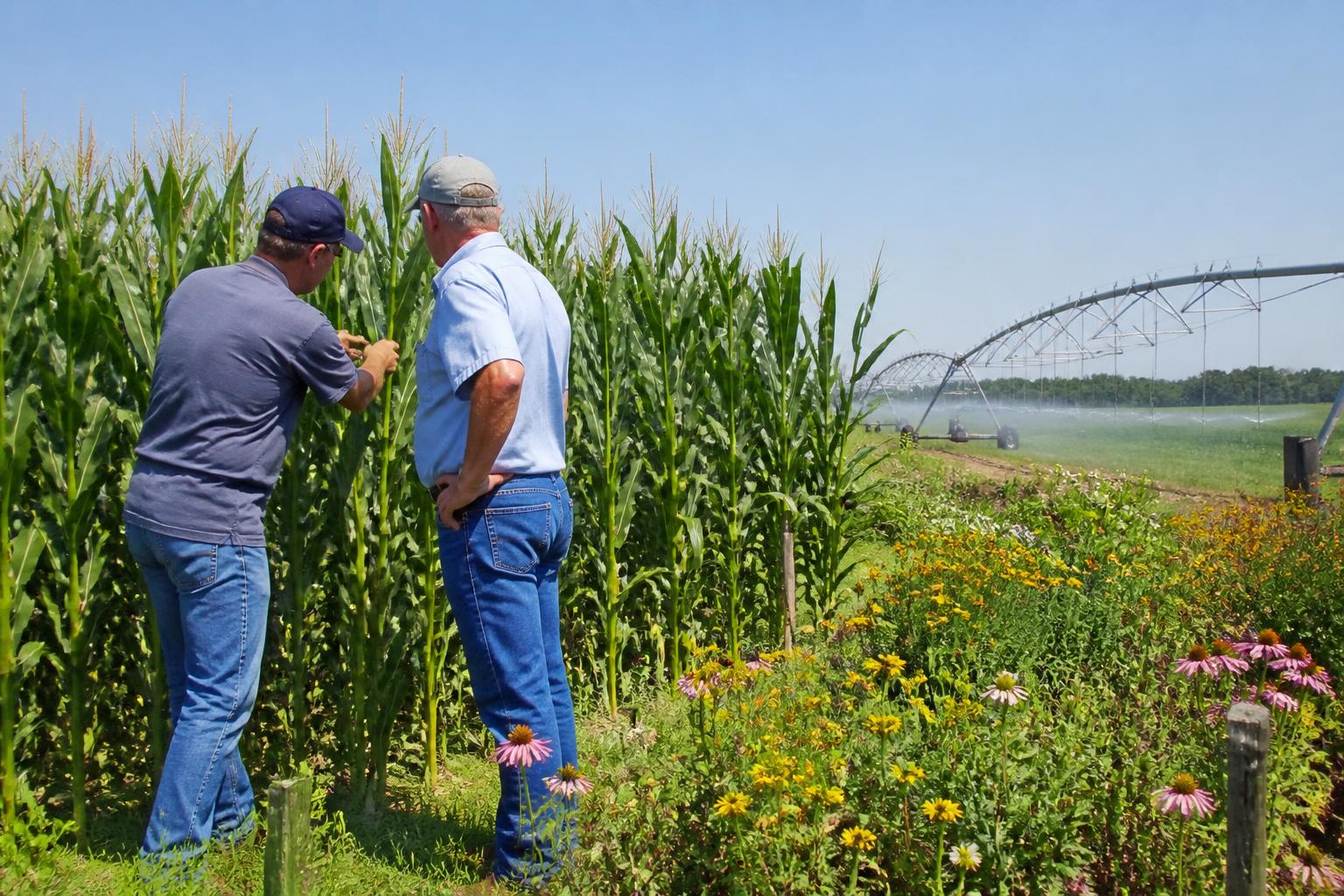 Florida Fertilizer Management: Strategic Shifts During the Summer Season - AgroPost