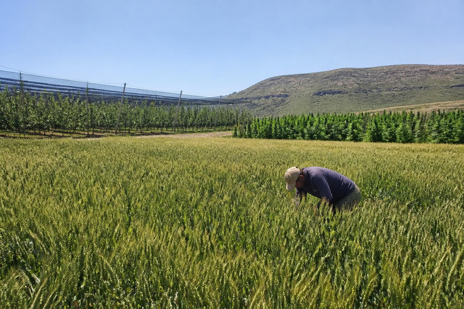 Navigating Oregon Field Protection and Market Stability This Summer