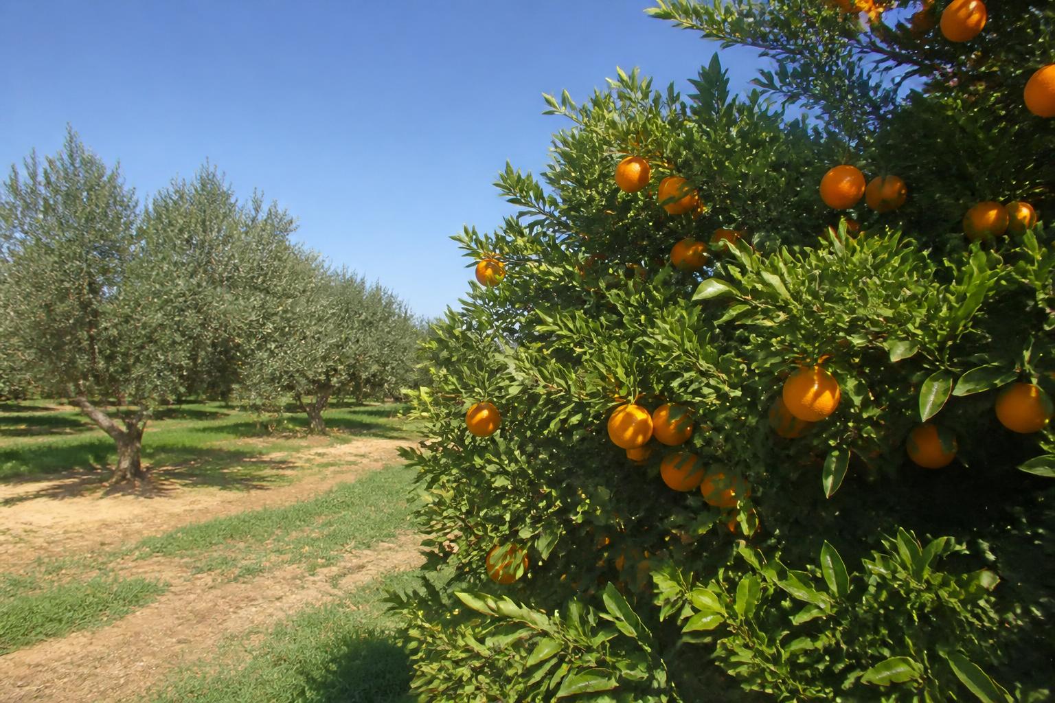 California Crop Protection Market: Navigating Evolving Regulatory and Competitive Landscapes