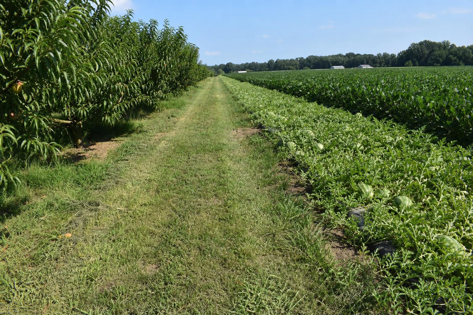 South Carolina Crop Protection: Navigating Pest Pressures and Regulatory Shifts in the Summer Heat - AgroPost