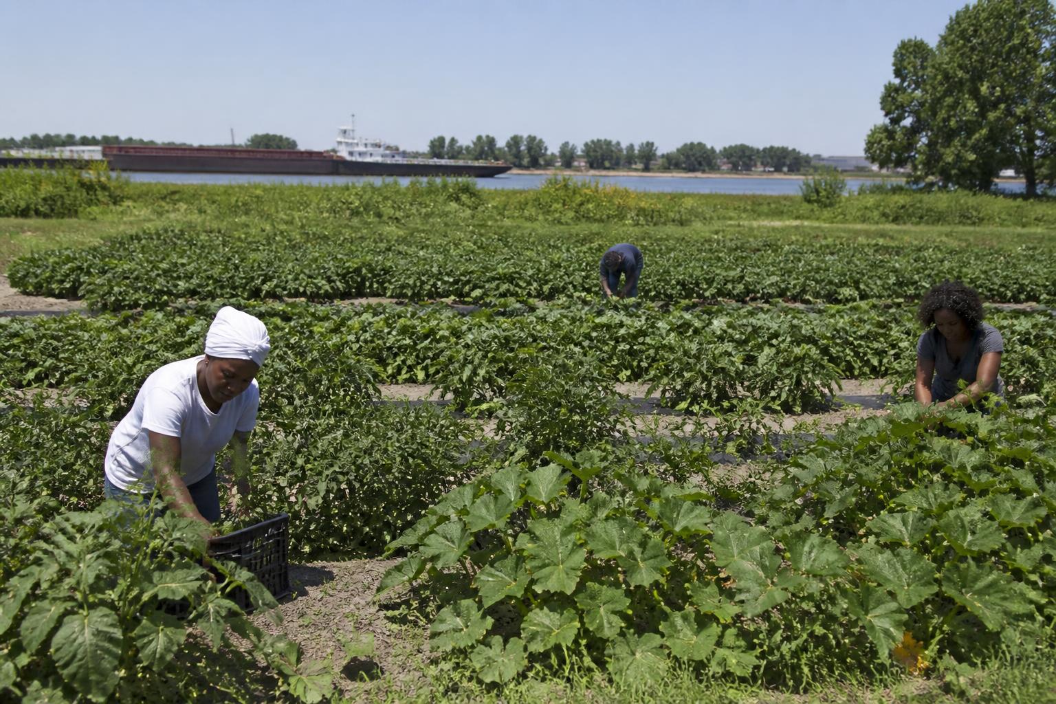 Louisiana Grain Sector: Managing Logistical Pressures and Infrastructure Shifts - AgroPost