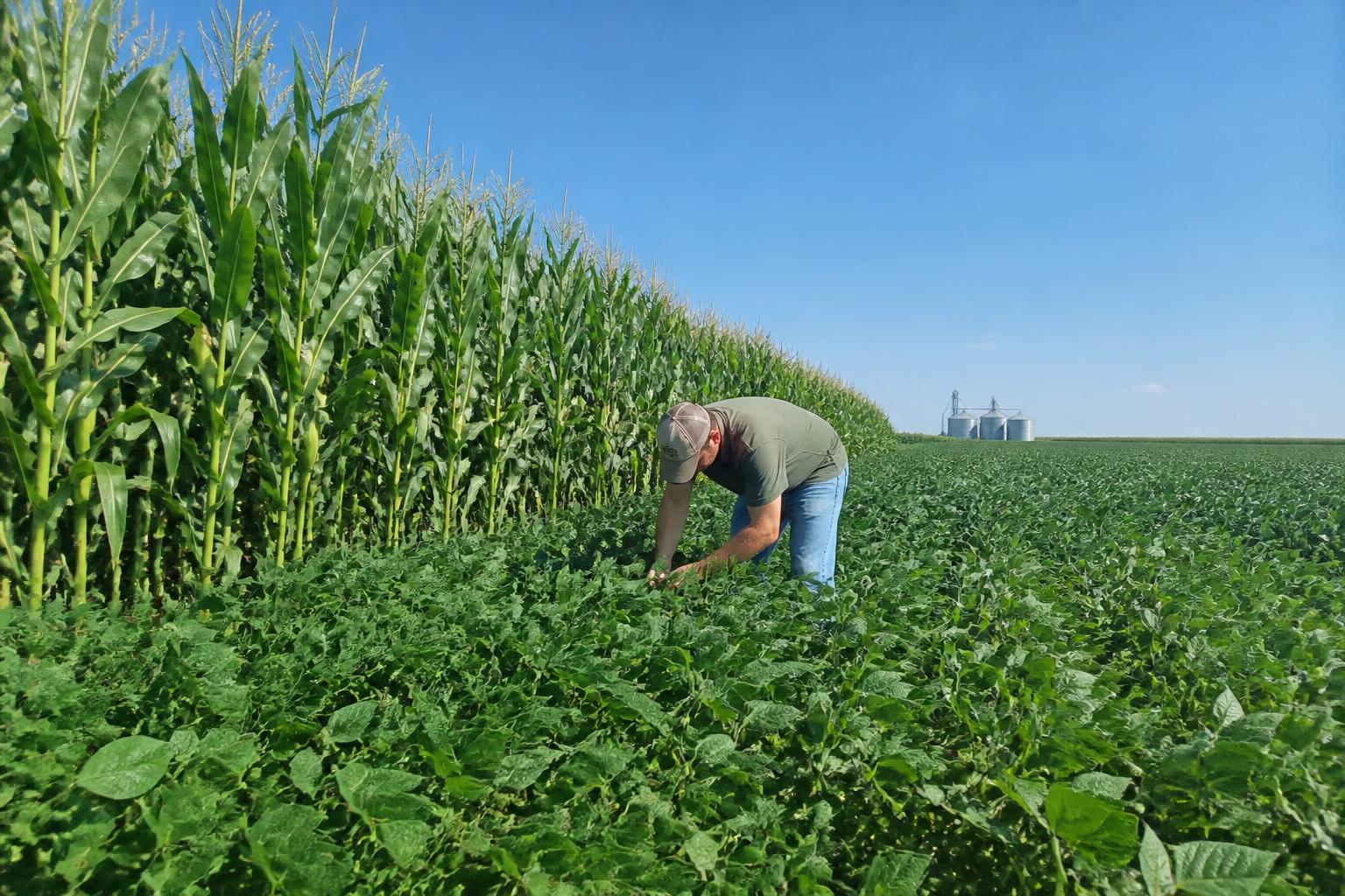 Managing Crop Protection Risks: Dicamba Awareness in Nebraska Fields - AgroPost
