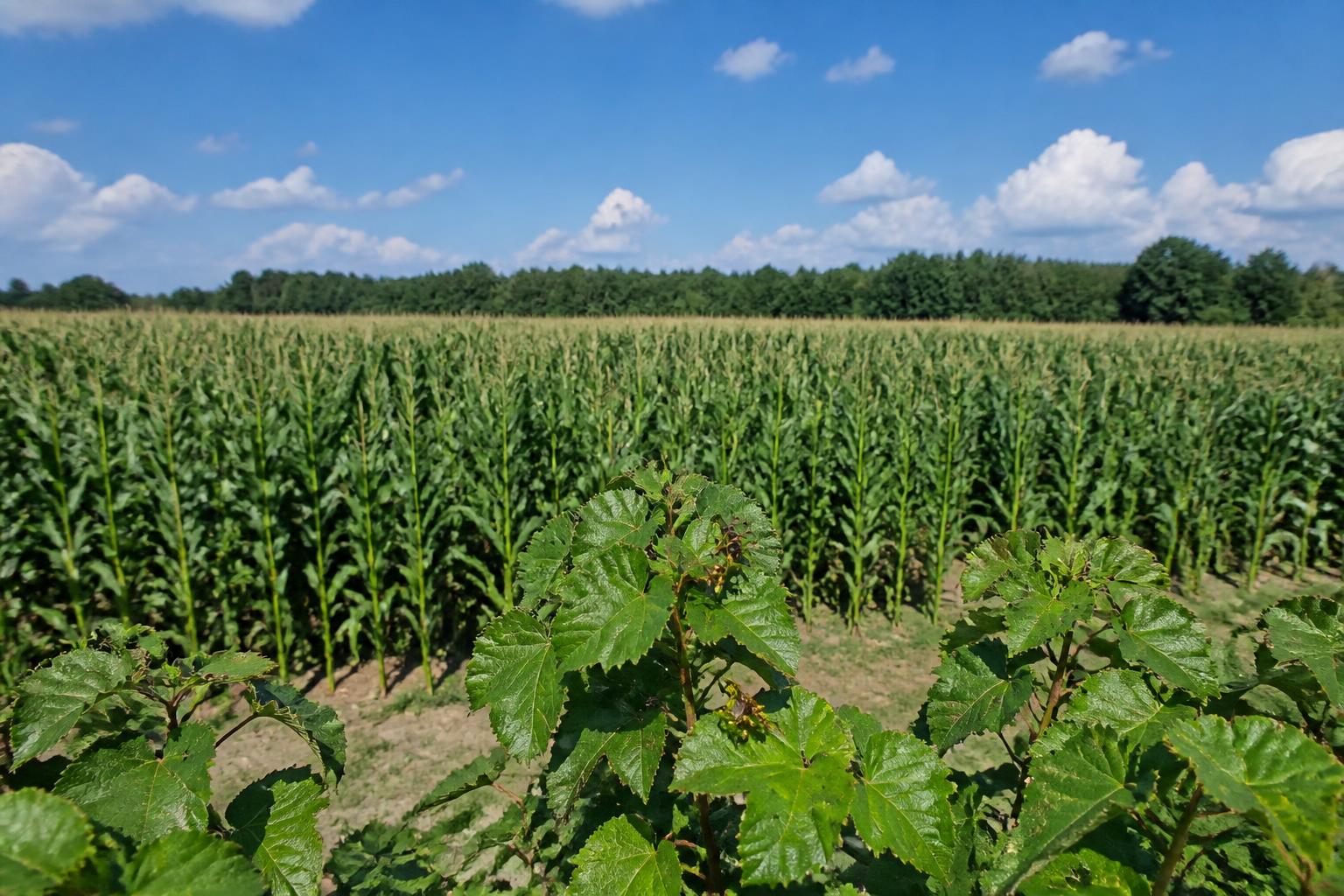 Manejo de Plagas y Volatilidad Climática en los Campos de Carolina del Sur
