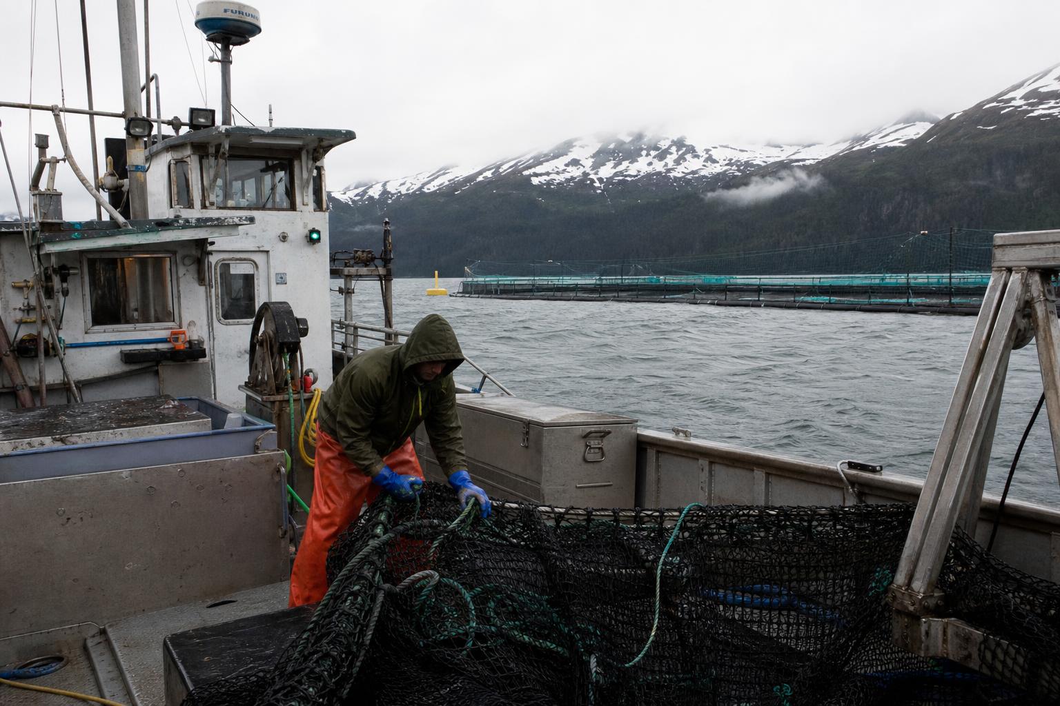 Alaska's Expanding Mariculture: Opportunities for Growth - AgroPost
