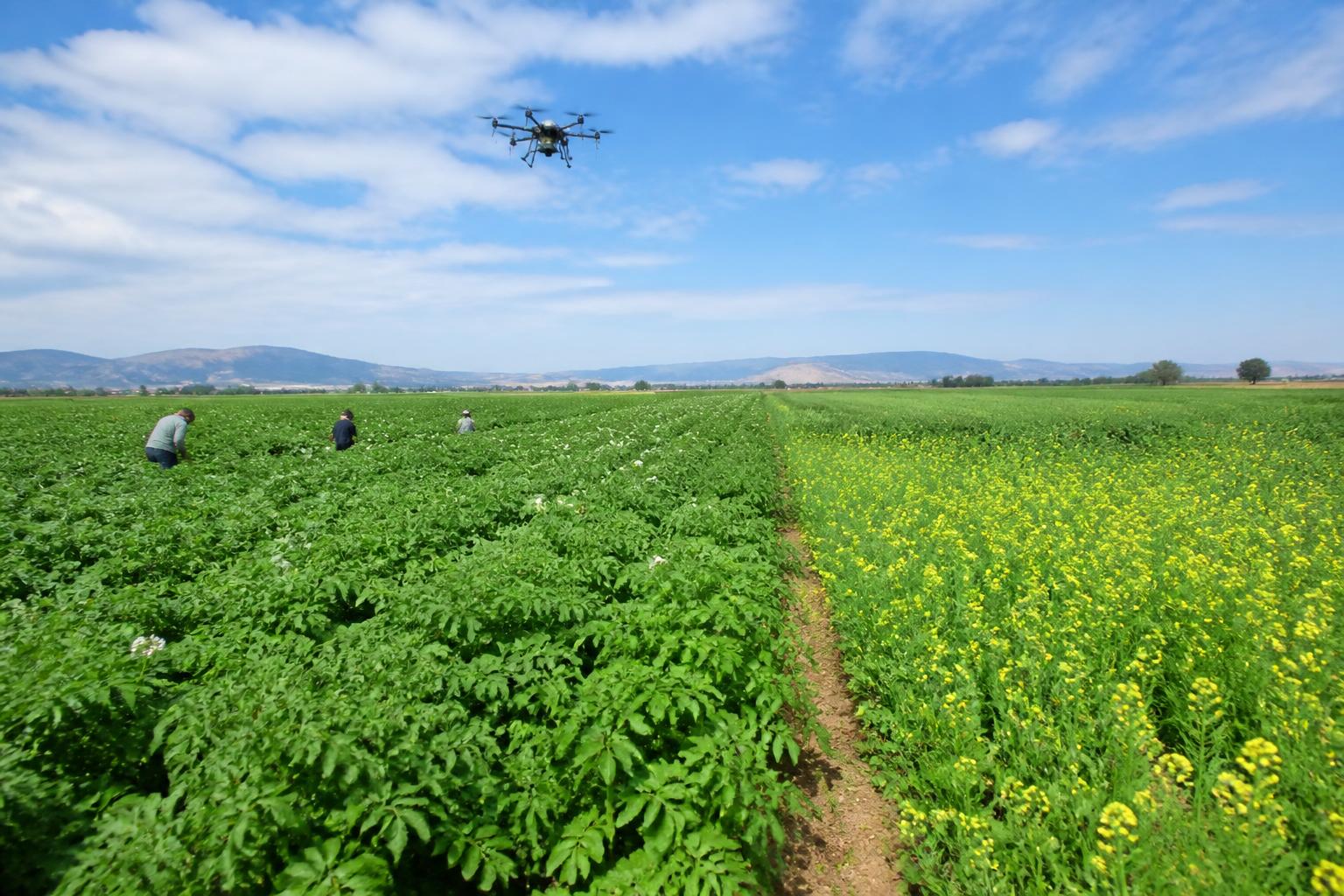 Idaho Ag Logistics: Mid-Summer Infrastructure and Rotation Trends - AgroPost