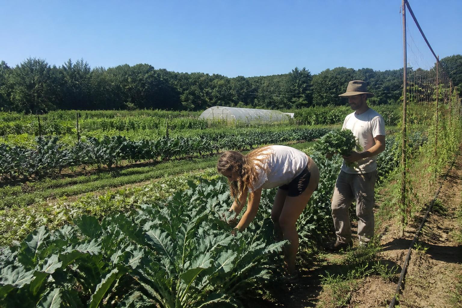 Maryland Fertilizer Management: Navigating Nutrient Shifts in a Tightening Market - AgroPost