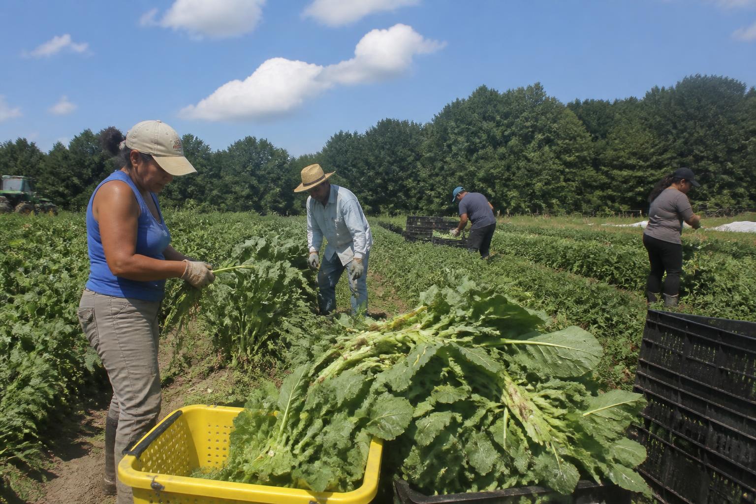 New Jersey Fertilizer Outlook: Managing Input Costs Amidst Seasonal Recovery - AgroPost