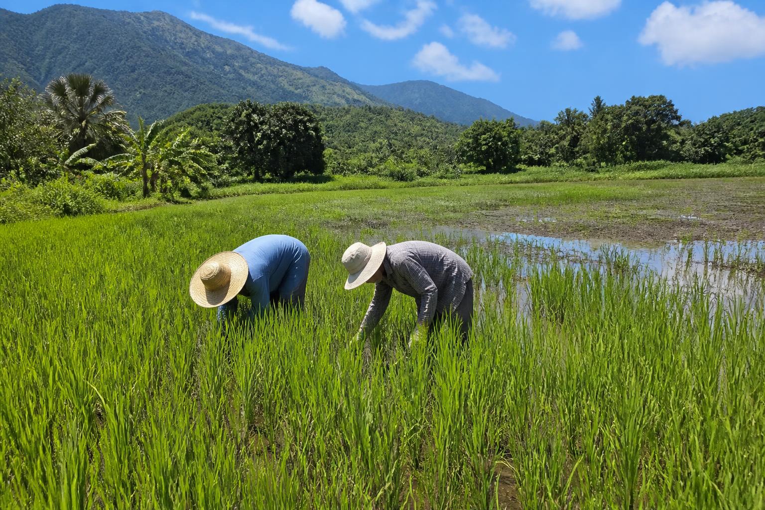 Hawaii Agriculture Navigates Seasonal Volatility and Market Shifts - AgroPost