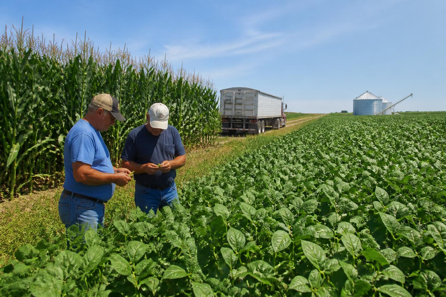 Massachusetts Grain Market Update: Mid-Season Acreage and Storage Trends - AgroPost