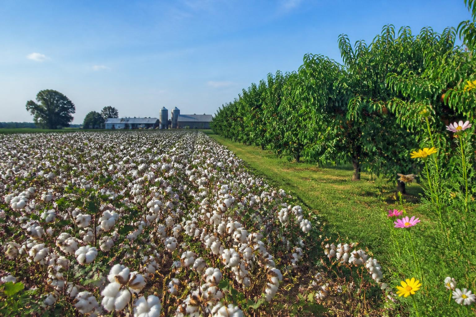 August Field Outlook: Balancing Heat Stress and Market Logistics in South Carolina
