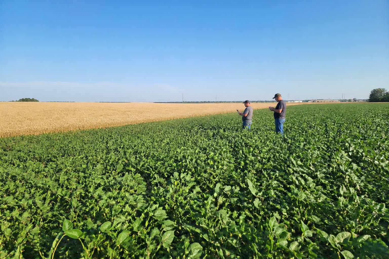 Kansas Field Report: Managing Late-Season Pest and Disease Risks - AgroPost