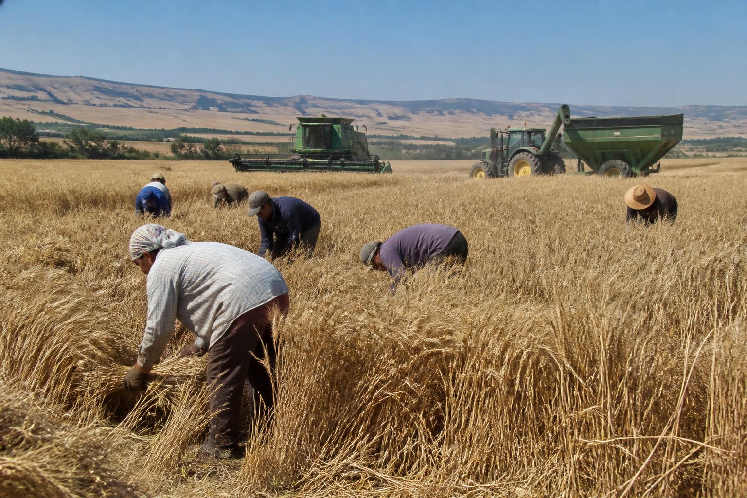 Idaho Harvest Outlook: Market Pressures and Tactical Adjustments for Producers - AgroPost