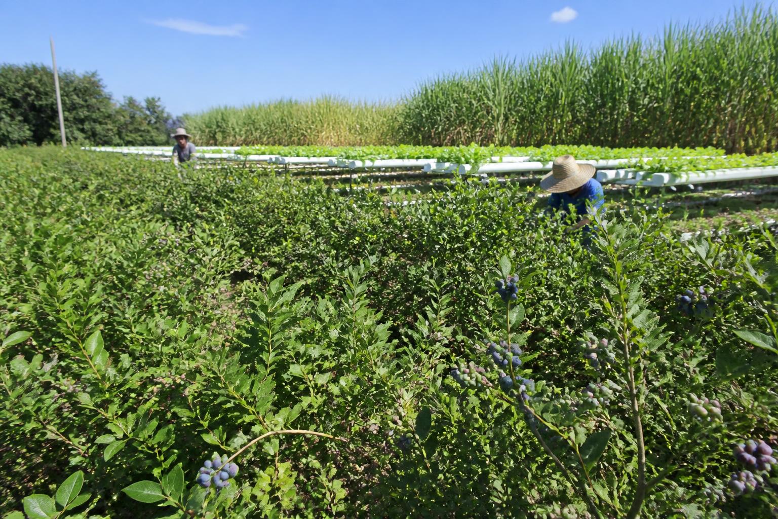 Florida Producers Leverage New Research and Protection Programs to Bolster Resilience - AgroPost