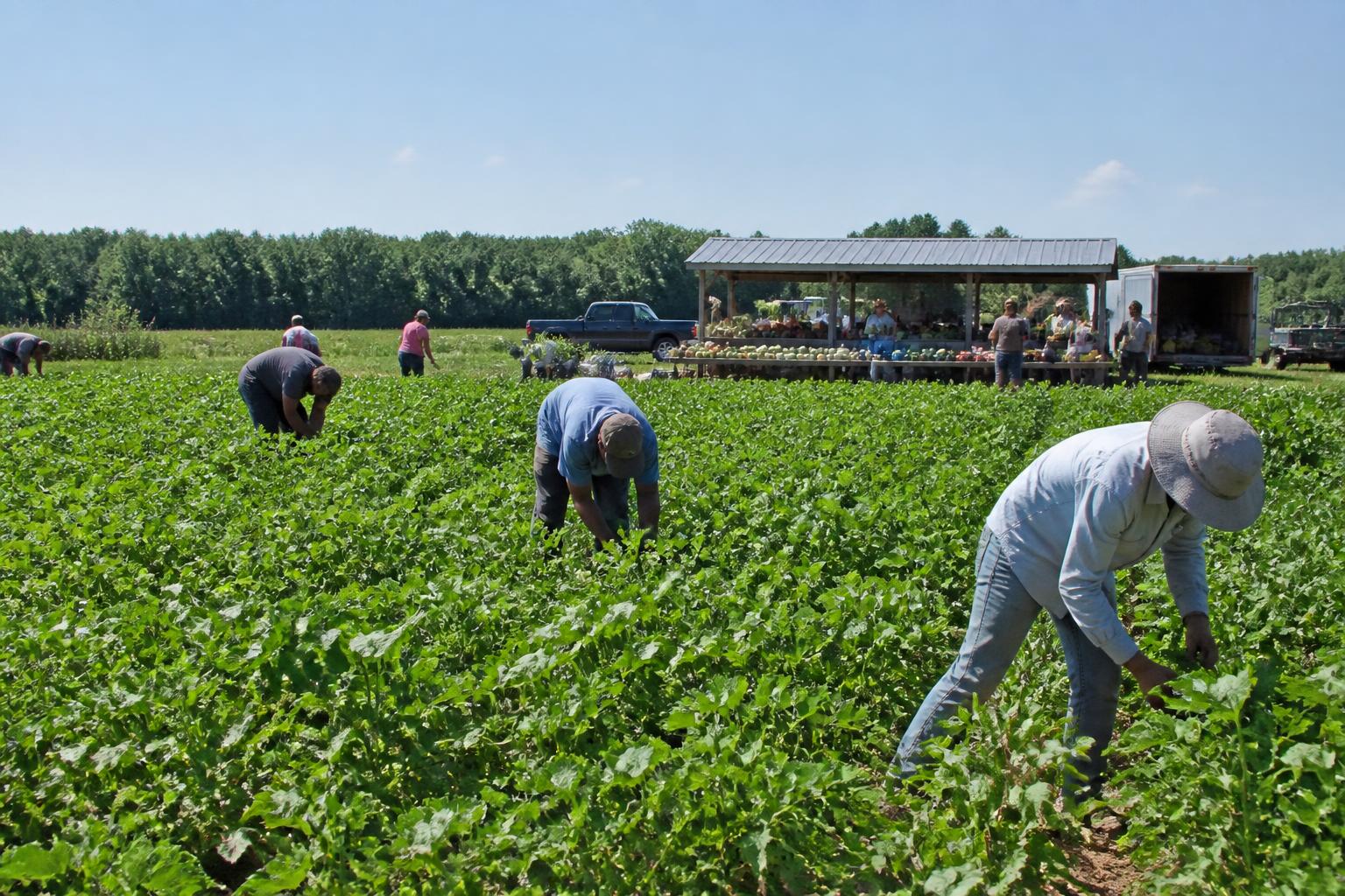 Navigating Input Cost Pressures in North Carolina Agriculture - AgroPost