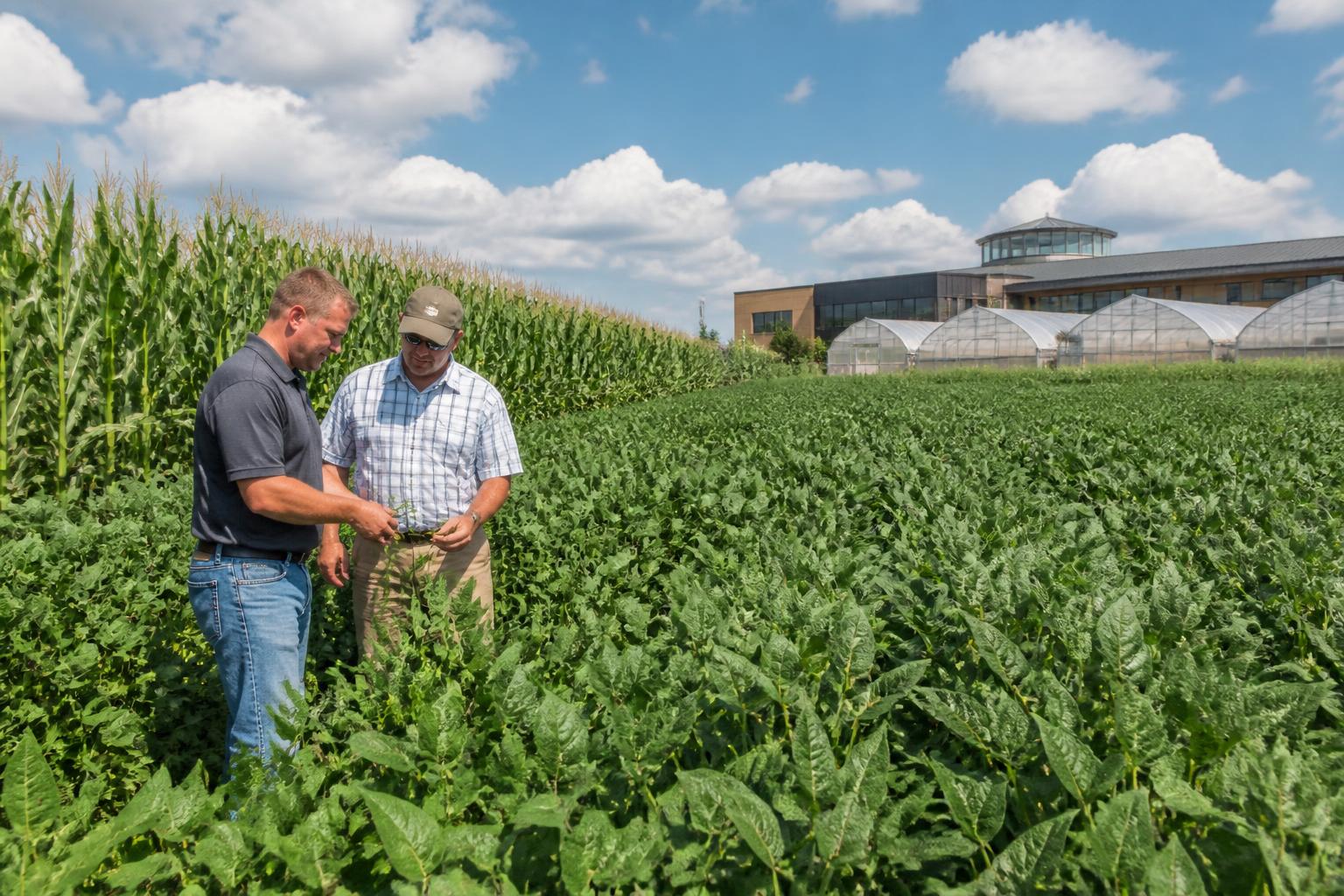 Louisiana Grain Outlook: Navigating Mid-Summer Logistics and Input Costs - AgroPost