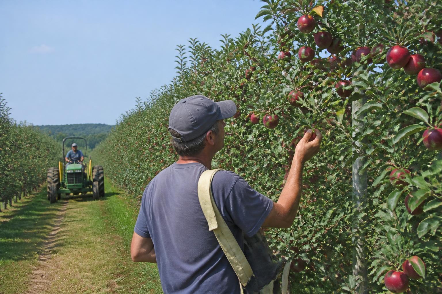 Connecticut Biosecurity Alert: Monitoring Invasive Pests as Harvest Approaches - AgroPost