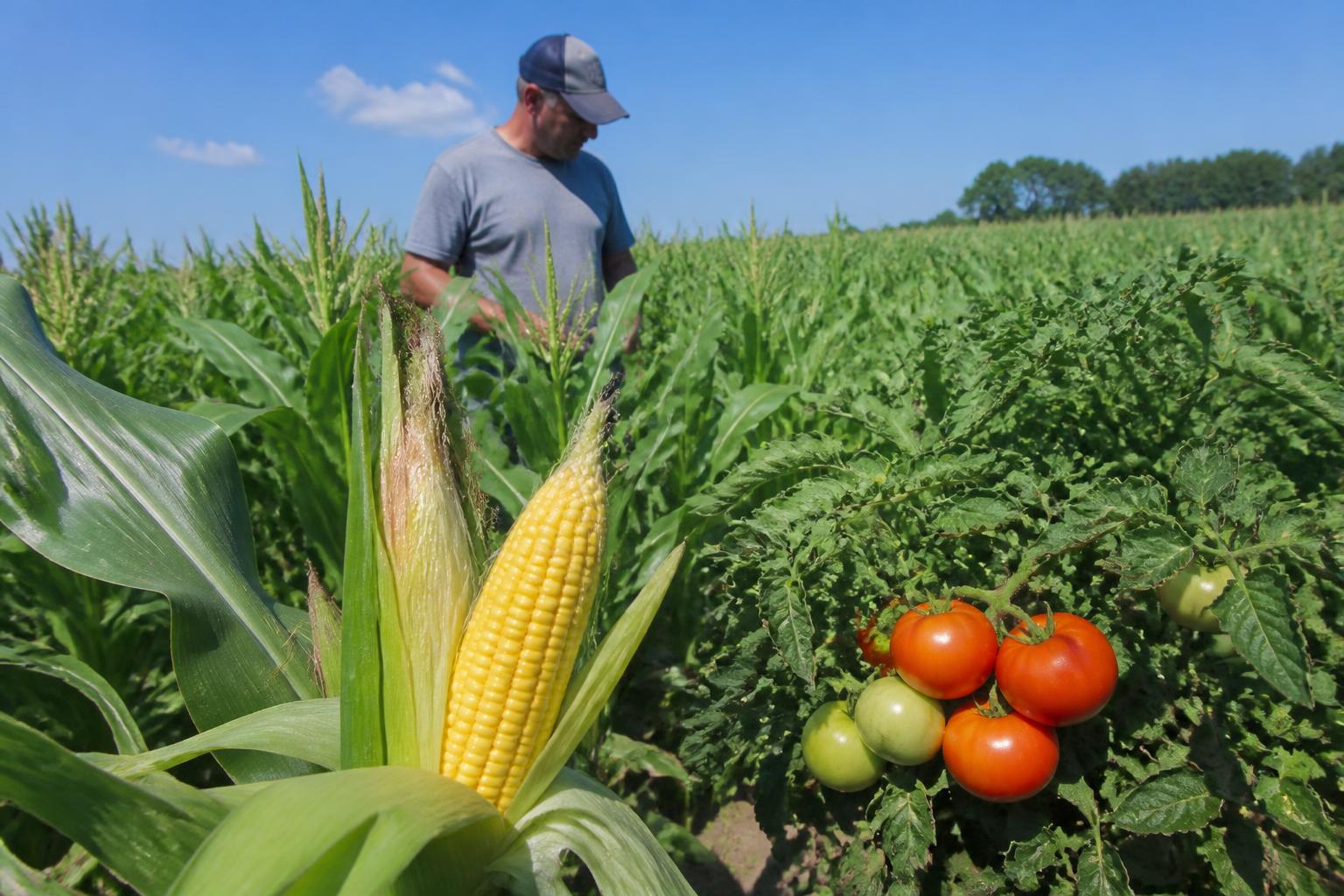 Late-Summer Grain Market Update for Connecticut Producers - AgroPost