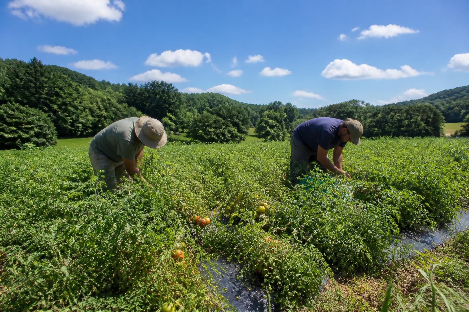 Maintaining Asset Integrity: A Summer Priority for Virginia Producers - AgroPost