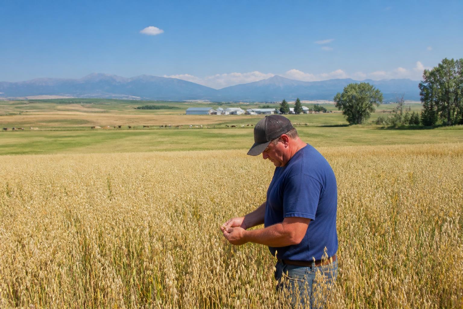 Montana Growers Face Persistent Price Squeeze as Input Costs Remain Elevated - AgroPost