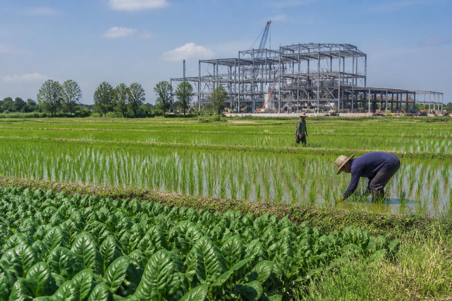 Arkansas Agriculture Faces Financial Headwinds Amidst Broad Operational Challenges - AgroPost