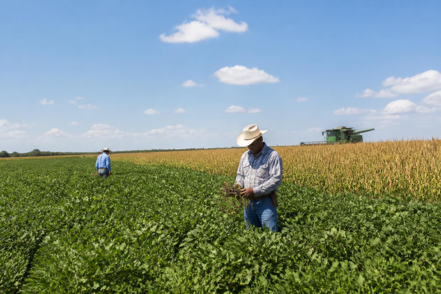 Texas Grain Market Outlook: Navigating Thin Margins and Operational Resilience - AgroPost