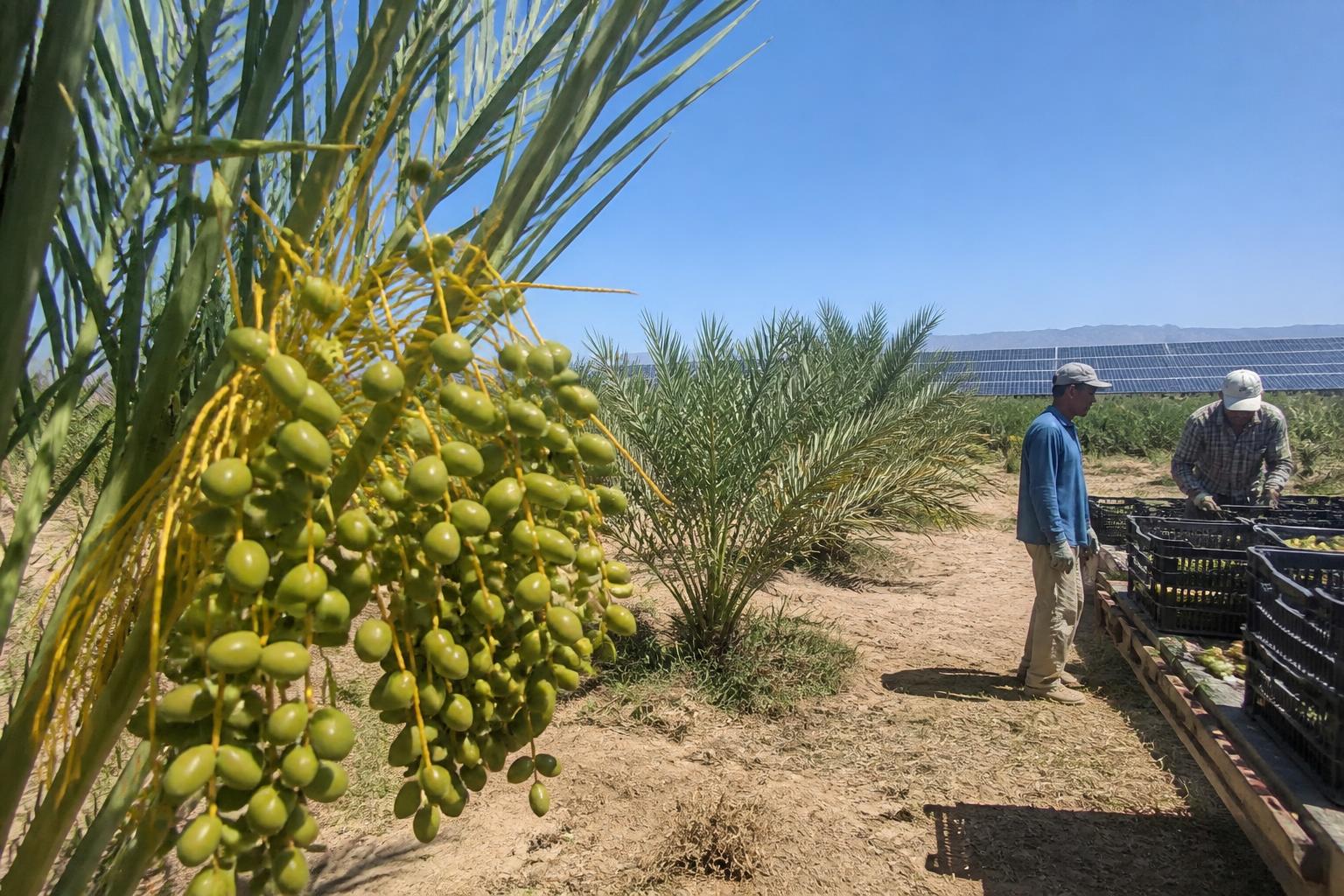 Arizona Growers Tackle Evolving Crop Protection and Pest Management - AgroPost