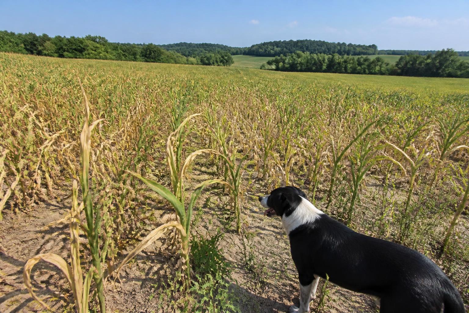 North Carolina Growers Face Heightened Stress as Drought Conditions Persist - AgroPost