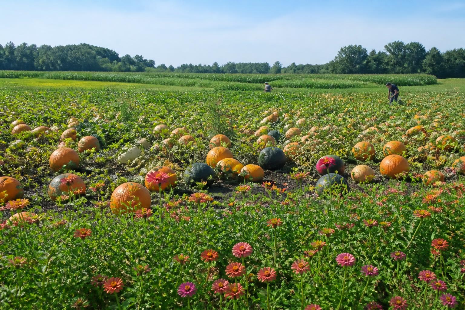 Maryland Grain Infrastructure: Balancing Preservation and Operational Needs - AgroPost