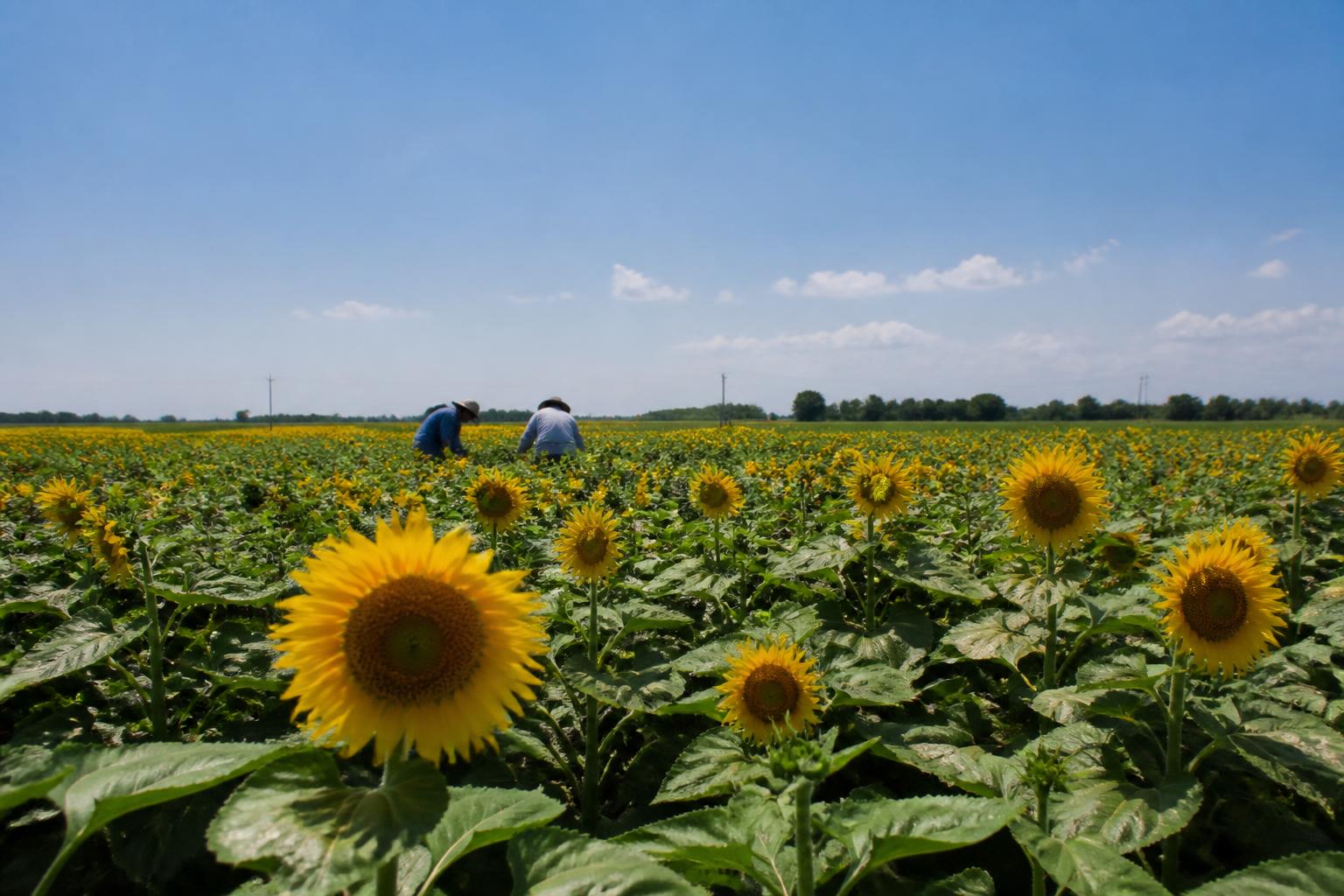 Kansas Grain Logistics: Managing Seasonal Rail and Transit Pressures - AgroPost