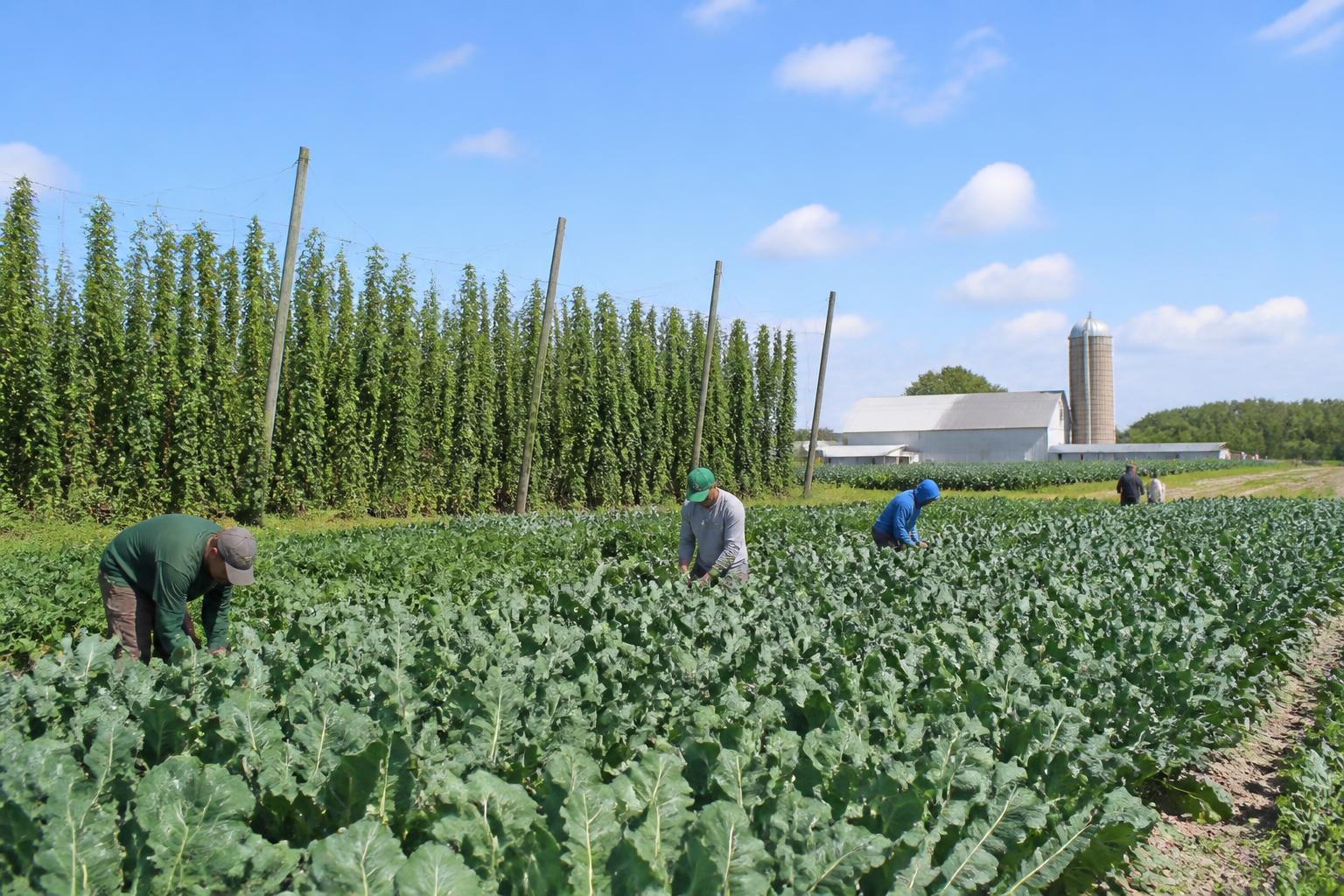 Michigan Grain Markets: Mid-Season Logistics and Export Momentum - AgroPost