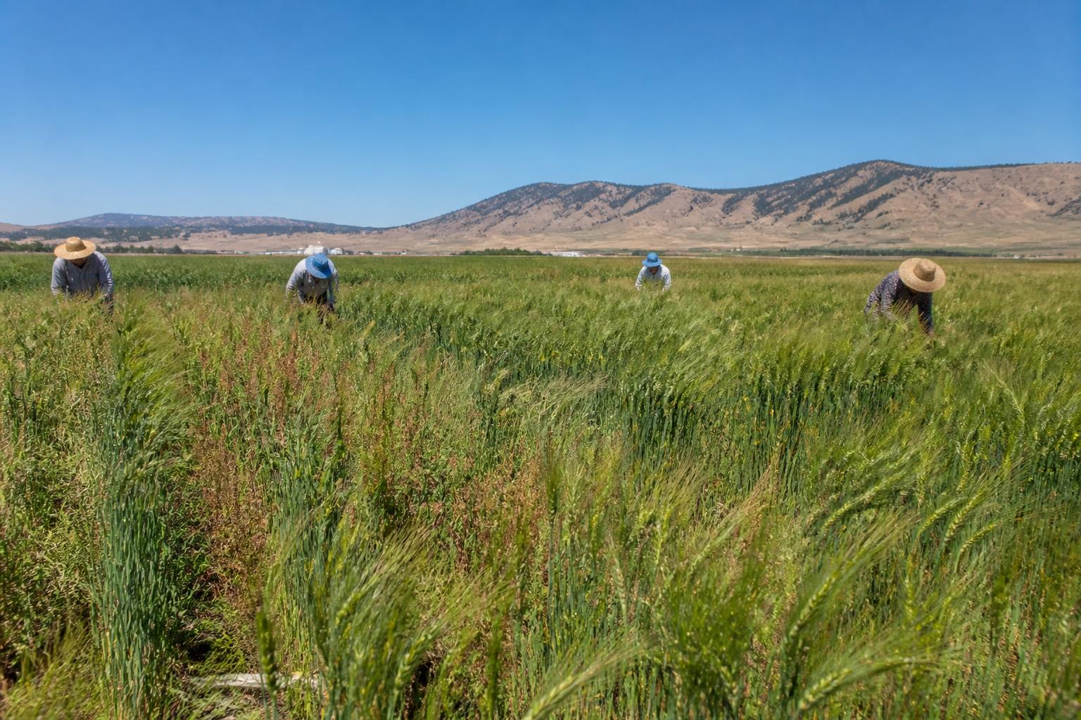 Idaho Ag Update: Navigating Mid-Summer Market Pressures and Crop Resilience - AgroPost