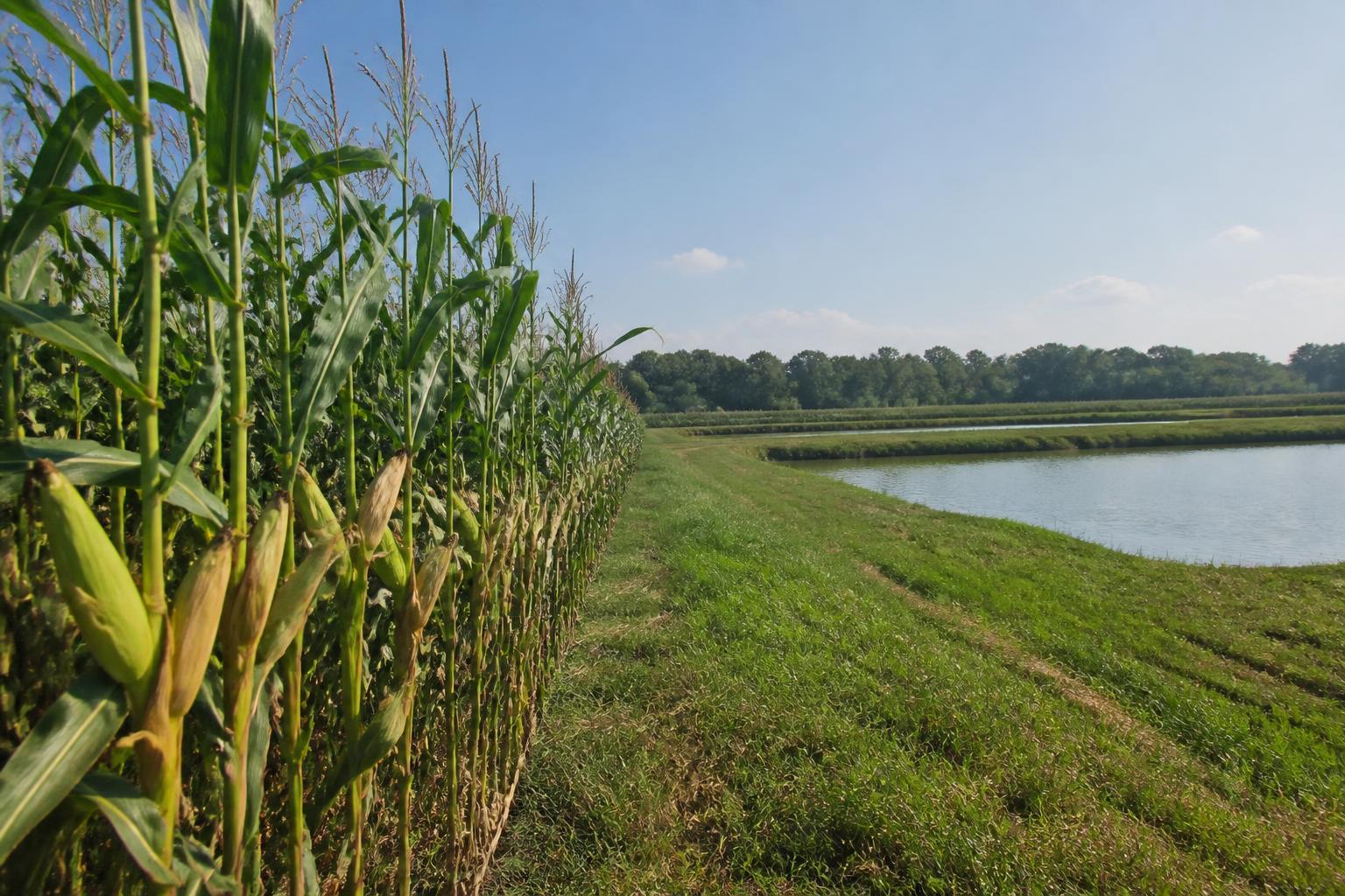 Managing Summer Crop Resilience: Strategies for Mississippi Producers - AgroPost