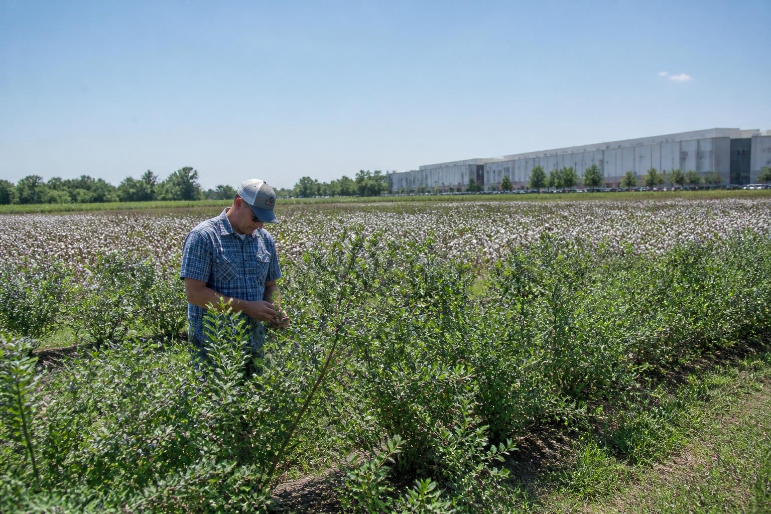 Georgia Agriculture Logistics: Managing Late Summer Harvest Flux - AgroPost