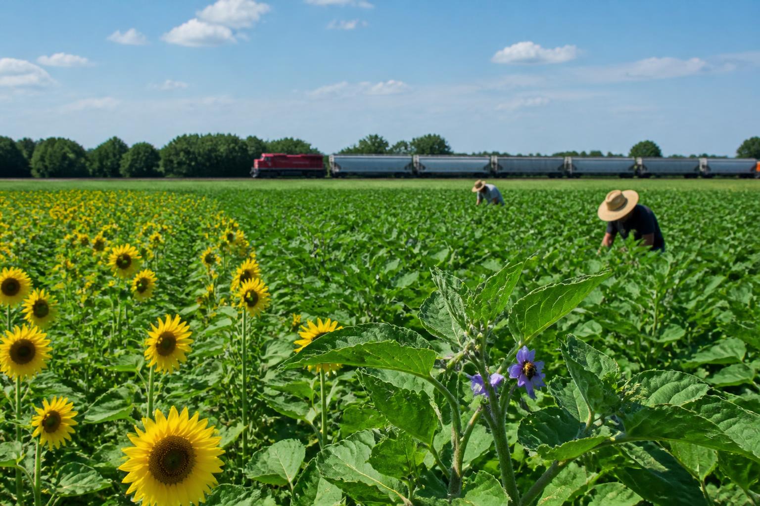 Washington Input Markets Pivot as Fertilizer Relief and Trade Shifts Emerge - AgroPost