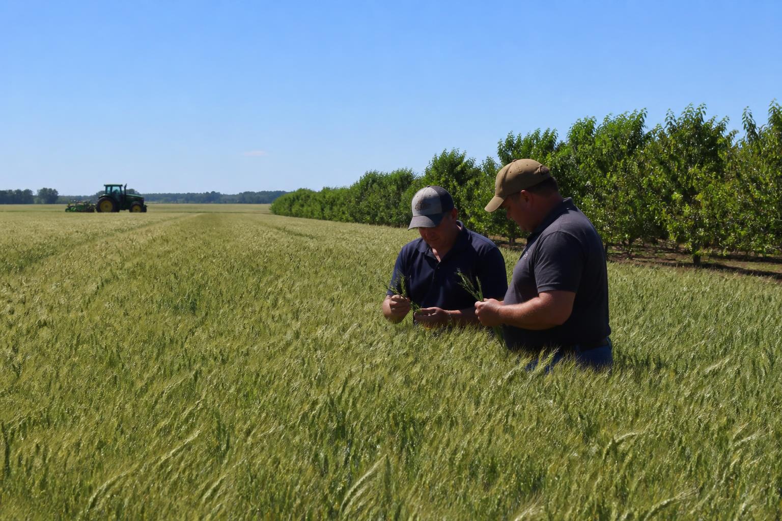 Delaware Crop Protection Update: Strengthening Resilience in Late Summer - AgroPost