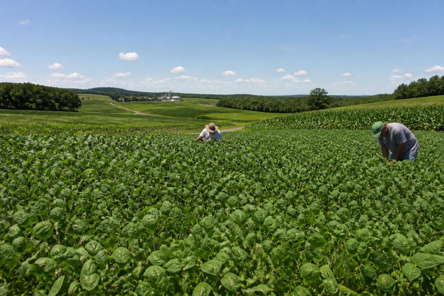 Protecting Connecticut Crops: Seasonal Vigilance and Financial Support - AgroPost