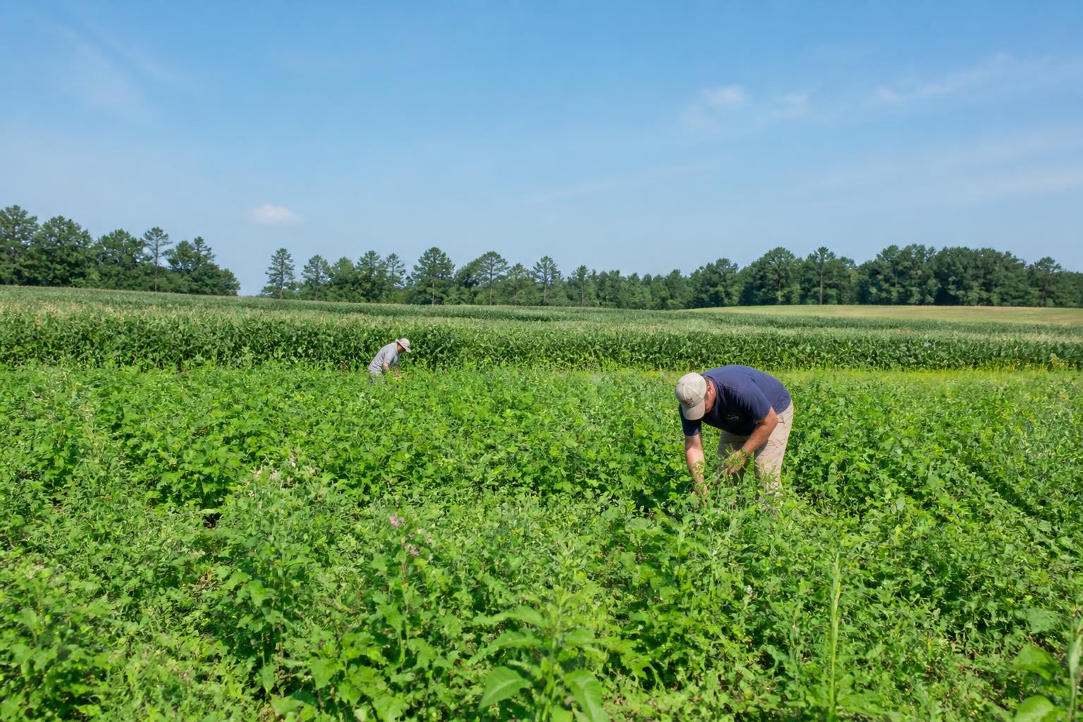 South Carolina Logistics Update: Strengthening Inland Connectivity for Late-Summer Harvests - AgroPost