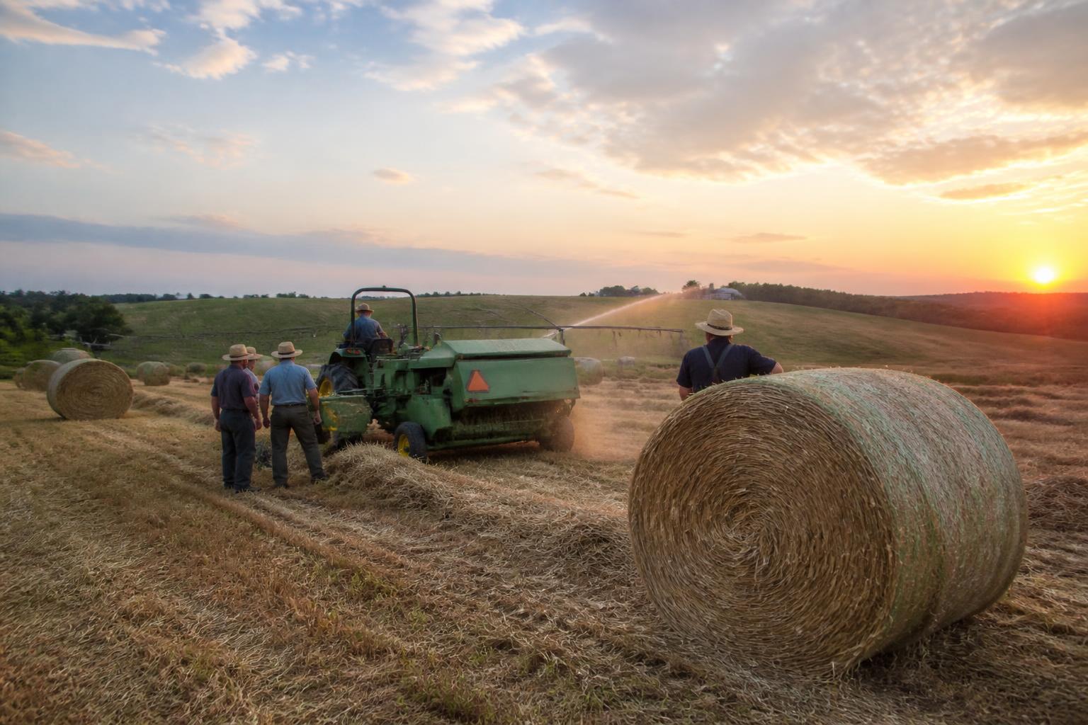 Kentucky Summer Grain Outlook: Adapting to Soil Limits, Water Management, and Shifting Acreage