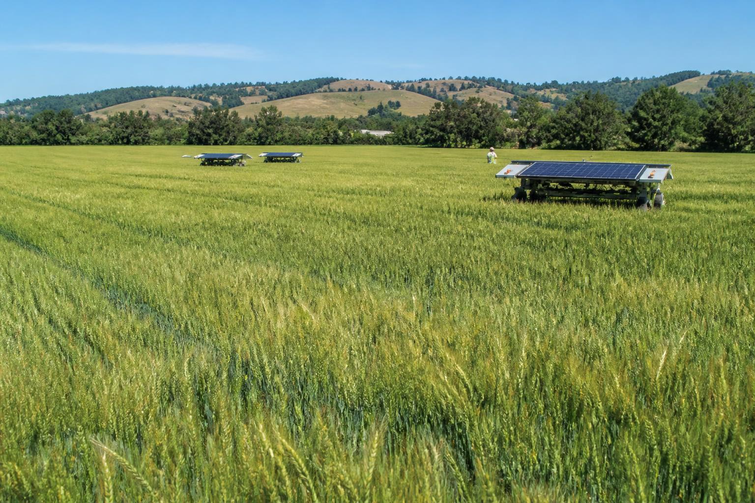 Oregon Crop Protection: Summer Pest Management and Innovative Field Solutions