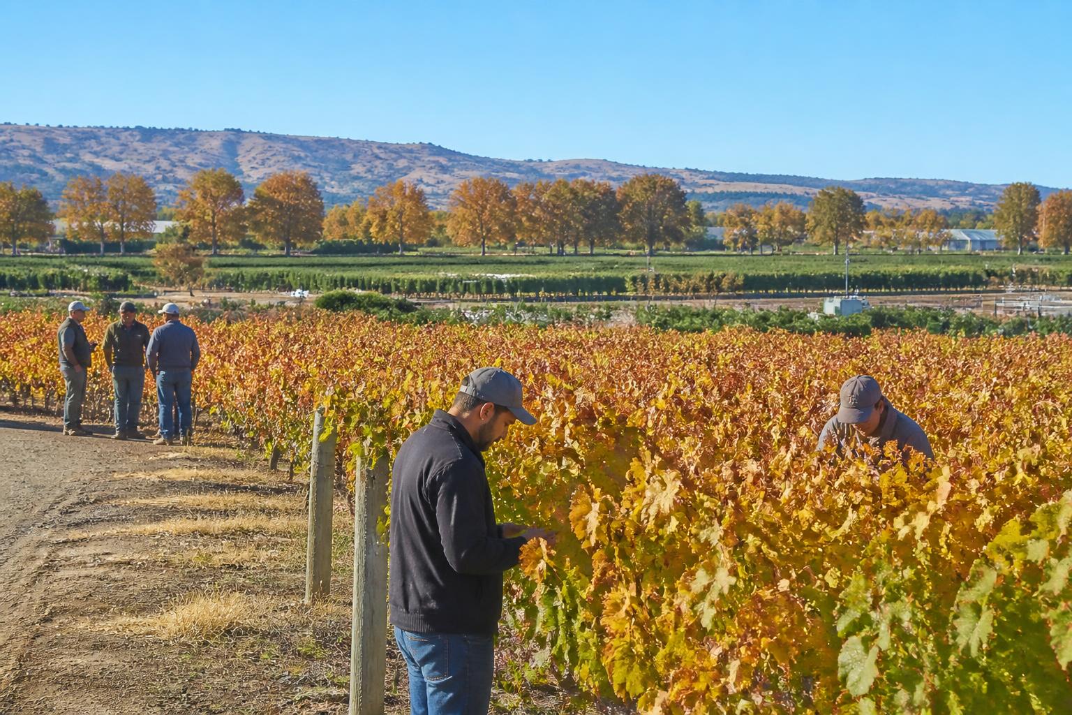 Oregon Growers Adapt to Shifting Operational Landscape This Fall - AgroPost