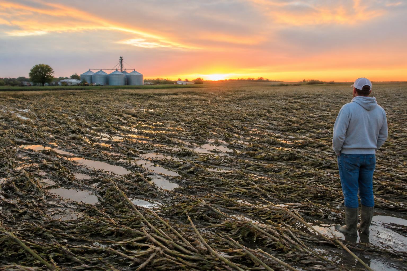 Perspectiva de Cosecha de Indiana: Gestionando la Volatilidad y las Condiciones de Campo - AgroPost
