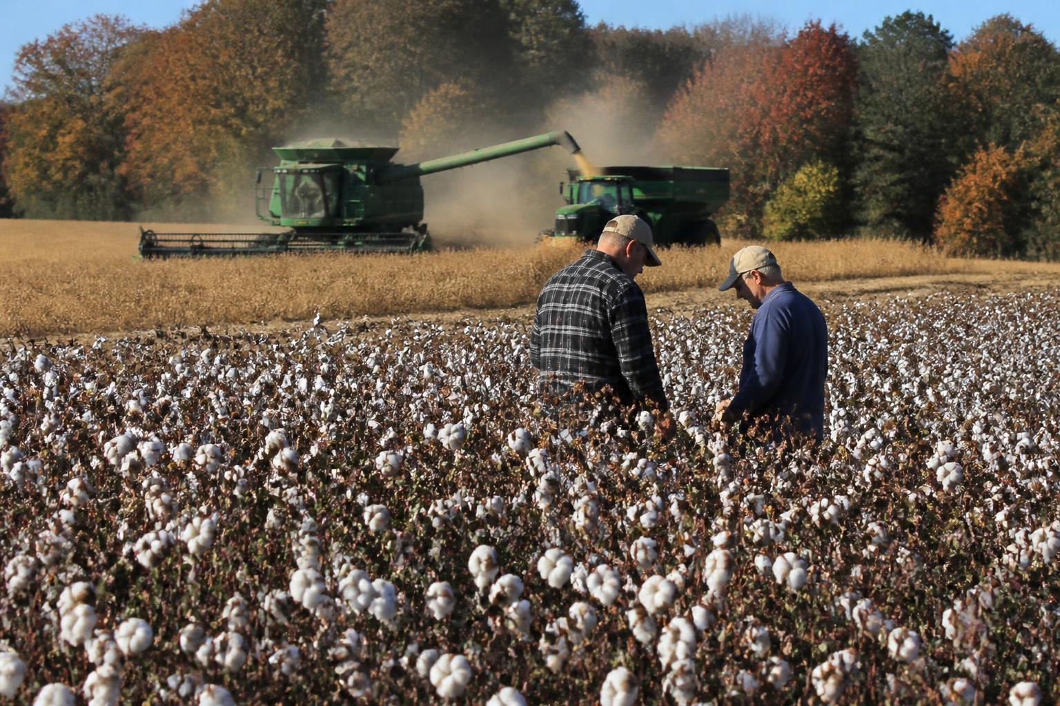 North Carolina Growers Navigate Logistics and Aid Availability as Fall Harvest Begins - AgroPost