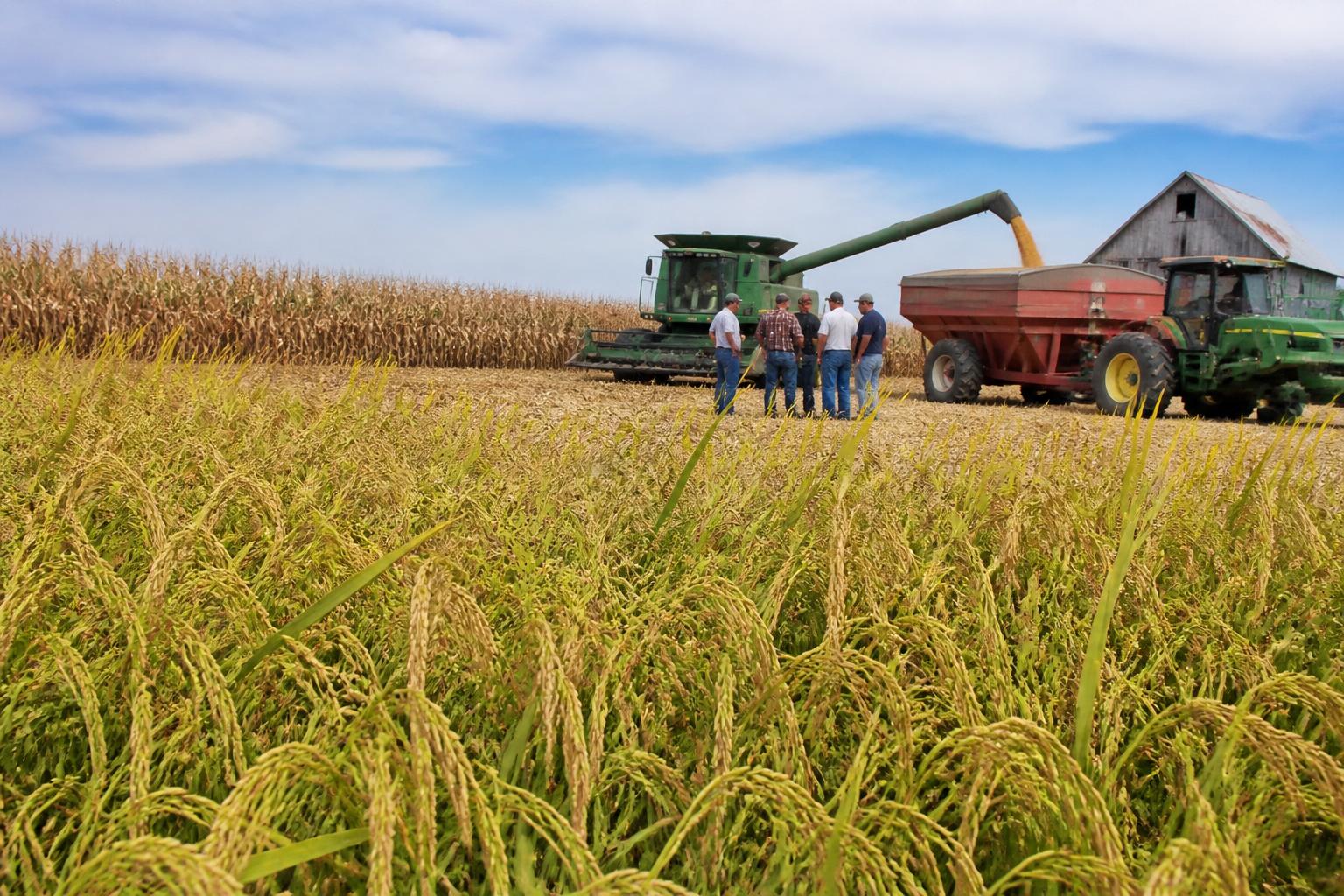 Arkansas Crop Protection Update: Strategic Input Management for Fall Planning - AgroPost