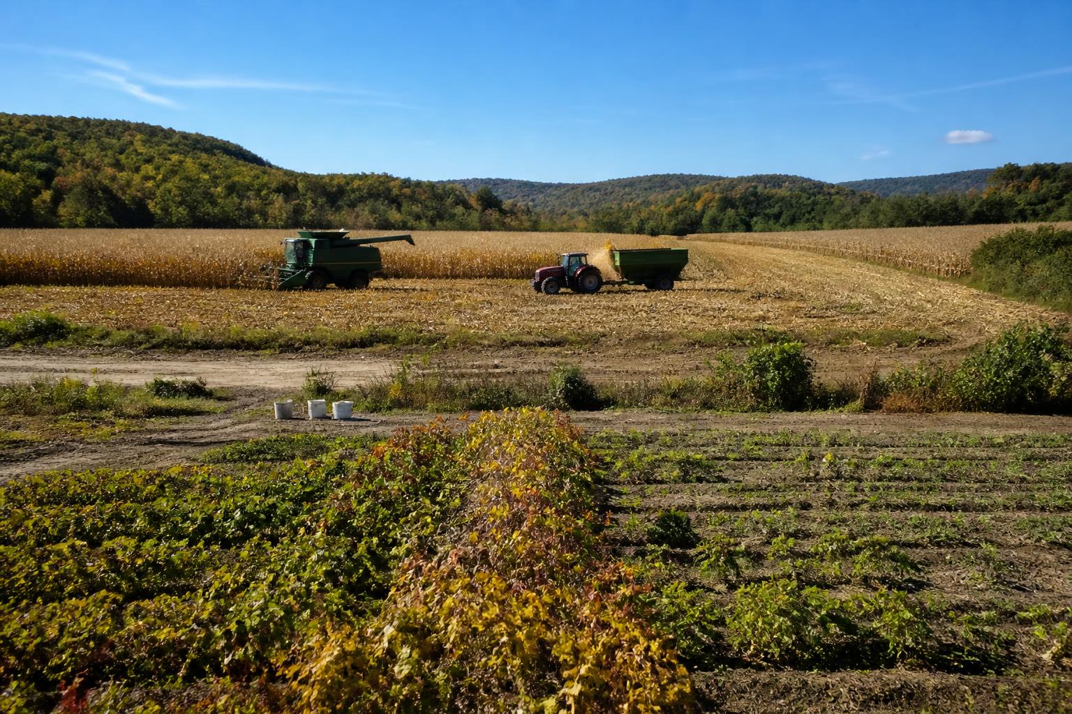 Logística de Cosecha de Otoño y Cambios en el Mercado: Una Actualización de Wisconsin - AgroPost