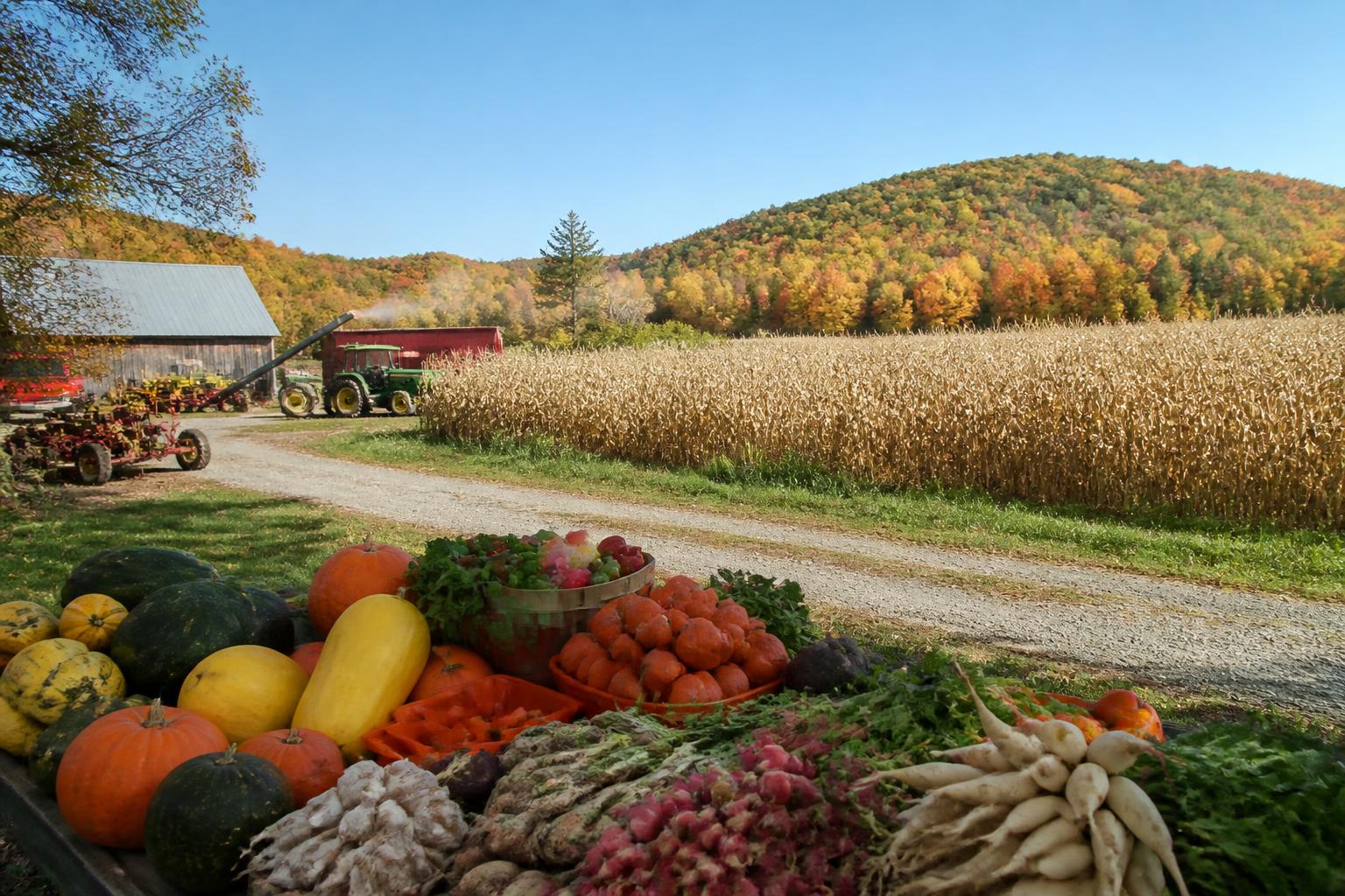 Navigating New Hampshire Grain Markets Amid Fall Regulatory Shifts - AgroPost
